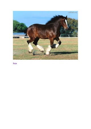 horse
 