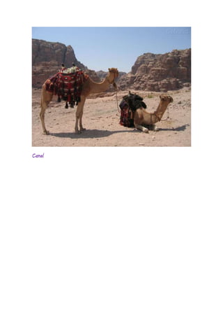 Camel
 