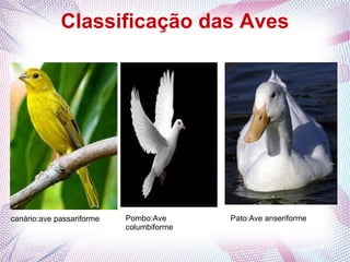 Classificação das Aves




       .




canário:ave passariforme   Pombo:Ave      Pato:Ave anseriforme
                           columbiforme
 