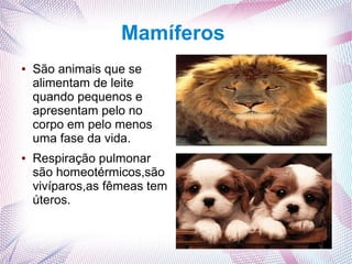 Mamíferos
●   São animais que se
    alimentam de leite
    quando pequenos e
    apresentam pelo no
    corpo em pelo menos
    uma fase da vida.
●   Respiração pulmonar
    são homeotérmicos,são
    vivíparos,as fêmeas tem
    úteros.
 