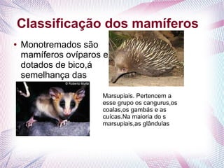 Classificação dos mamíferos
●   Monotremados são
    mamíferos ovíparos e
    dotados de bico,á
    semelhança das
    aves.
                      Marsupiais. Pertencem a
                      esse grupo os cangurus,os
                      coalas,os gambás e as
                      cuícas.Na maioria do s
                      marsupiais,as glândulas
 