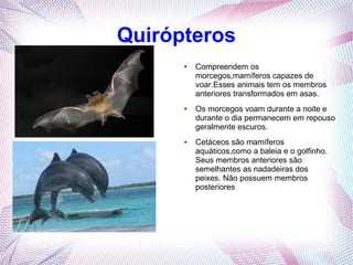 Quirópteros
      ●   Compreendem os
          morcegos,mamíferos capazes de
          voar.Esses animais tem os membros
          anteriores transformados em asas.
      ●   Os morcegos voam durante a noite e
          durante o dia permanecem em repouso
          geralmente escuros.
      ●   Cetáceos são mamíferos
          aquáticos,como a baleia e o golfinho.
          Seus membros anteriores são
          semelhantes as nadadeiras dos
          peixes. Não possuem membros
          posteriores
 