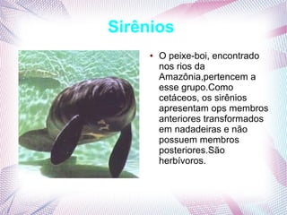 Sirênios
     ●   O peixe-boi, encontrado
         nos rios da
         Amazônia,pertencem a
         esse grupo.Como
         cetáceos, os sirênios
         apresentam ops membros
         anteriores transformados
         em nadadeiras e não
         possuem membros
         posteriores.São
         herbívoros.
 