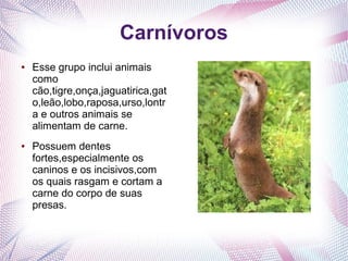 Carnívoros
●   Esse grupo inclui animais
    como
    cão,tigre,onça,jaguatirica,gat
    o,leão,lobo,raposa,urso,lontr
    a e outros animais se
    alimentam de carne.
●   Possuem dentes
    fortes,especialmente os
    caninos e os incisivos,com
    os quais rasgam e cortam a
    carne do corpo de suas
    presas.
 