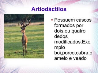 Artiodáctilos
       ●   Possuem cascos
           formados por
           dois ou quatro
           dedos
           modificados.Exe
           mplo
           boi,porco,cabra,c
           amelo e veado
 