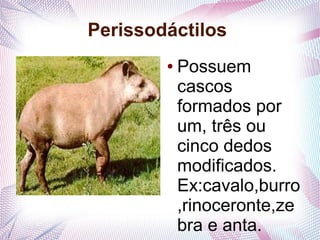 Perissodáctilos
        ●   Possuem
            cascos
            formados por
            um, três ou
            cinco dedos
            modificados.
            Ex:cavalo,burro
            ,rinoceronte,ze
            bra e anta.
 