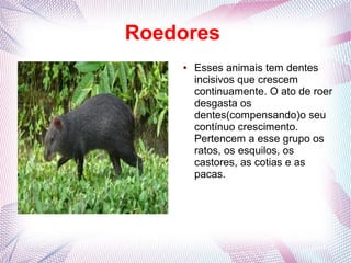 Roedores
    ●   Esses animais tem dentes
        incisivos que crescem
        continuamente. O ato de roer
        desgasta os
        dentes(compensando)o seu
        contínuo crescimento.
        Pertencem a esse grupo os
        ratos, os esquilos, os
        castores, as cotias e as
        pacas.
 
