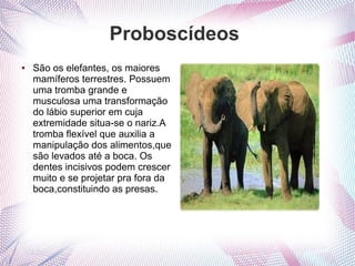 Proboscídeos
●   São os elefantes, os maiores
    mamíferos terrestres. Possuem
    uma tromba grande e
    musculosa uma transformação
    do lábio superior em cuja
    extremidade situa-se o nariz.A
    tromba flexível que auxilia a
    manipulação dos alimentos,que
    são levados até a boca. Os
    dentes incisivos podem crescer
    muito e se projetar pra fora da
    boca,constituindo as presas.
 