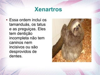 Xenartros
●   Essa ordem inclui os
    tamanduás, os tatus
    e as preguiças. Eles
    tem dentição
    incompleta não tem
    caninos nem
    incisivos ou são
    desprovidos de
    dentes.
 