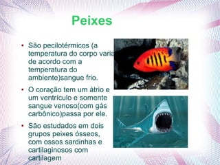 Peixes
●   São pecilotérmicos (a
    temperatura do corpo varia
    de acordo com a
    temperatura do
    ambiente)sangue frio.
●   O coração tem um átrio e
    um ventrículo e somente
    sangue venoso(com gás
    carbônico)passa por ele.
●   São estudados em dois
    grupos peixes ósseos,
    com ossos sardinhas e
    cartilaginosos com
    cartilagem
 