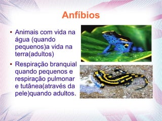 Anfíbios
●   Animais com vida na
    água (quando
    pequenos)a vida na
    terra(adultos)
●   Respiração branquial
    quando pequenos e
    respiração pulmonar
    e tutânea(através da
    pele)quando adultos.
 