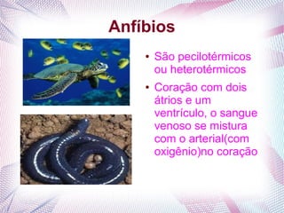 Anfíbios
    ●   São pecilotérmicos
        ou heterotérmicos
    ●   Coração com dois
        átrios e um
        ventrículo, o sangue
        venoso se mistura
        com o arterial(com
        oxigênio)no coração
 