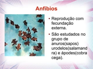Anfíbios
    ●   Reprodução com
        fecundação
        externa.
    ●   São estudados no
        grupo de
        anuros(sapos)
        urodelos(salamand
        ra) e ápodes(cobra
        cega).
 