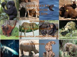 ANIMALES EN
         PELIGRO DE
         EXTINCION

           INFORMATICA


      PROF. ANAYELI CASTILLO


ALUMNA: LETICIA JAZMIN VILLA CEVICO


      19 DE FEBRERO DEL 2013
 