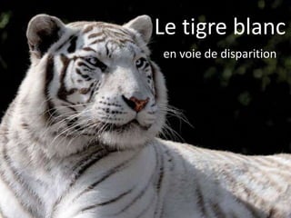 Le tigre blanc
en voie de disparition
 