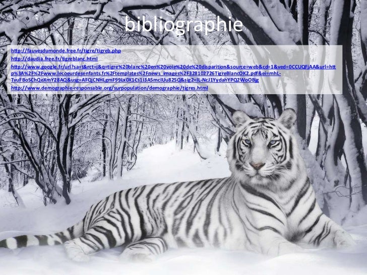 Le Tigre Blanc