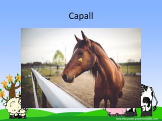 Capall
 