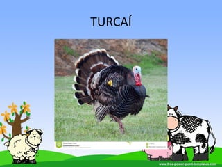 TURCAÍ
 