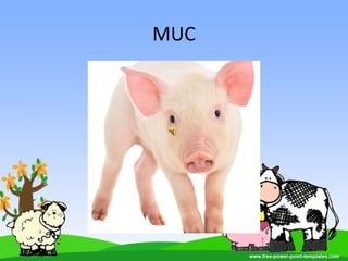 MUC
 