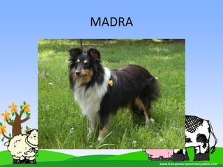 MADRA
 