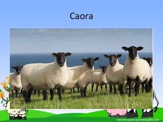 Caora
 