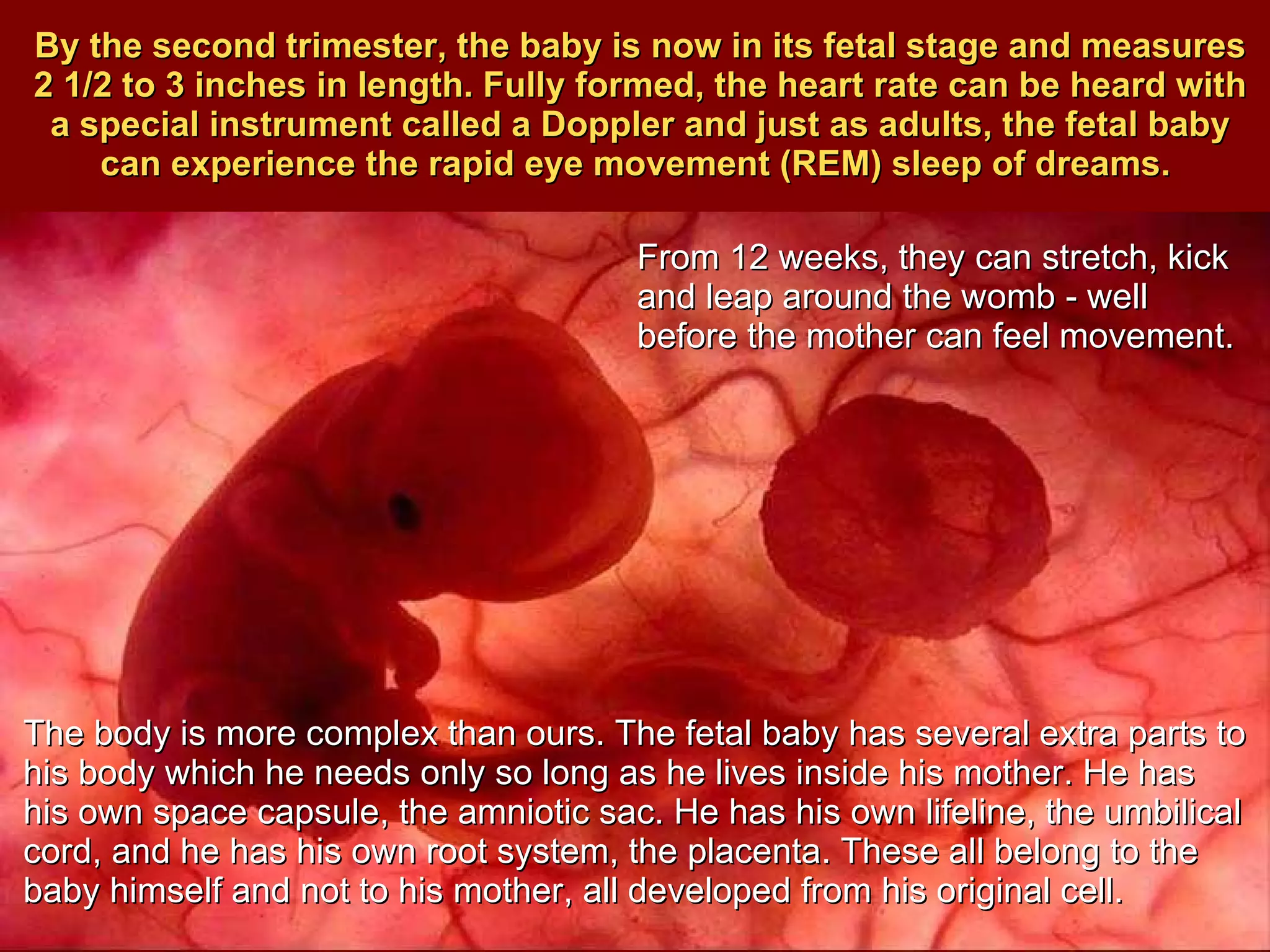By the second trimester, the baby is now in its fetal stage and measures 2 1/2 to 3 inches in length. Fully formed, the heart rate can be heard with a special instrument called a Doppler and just as adults, the fetal baby can experience the rapid eye movement (REM) sleep of dreams.  The body is more complex than ours. The fetal baby has several extra parts to his body which he needs only so long as he lives inside his mother. He has his own space capsule, the amniotic sac. He has his own lifeline, the umbilical cord, and he has his own root system, the placenta. These all belong to the baby himself and not to his mother, all developed from his original cell. From 12 weeks, they can stretch, kick and leap around the womb - well before the mother can feel movement.  