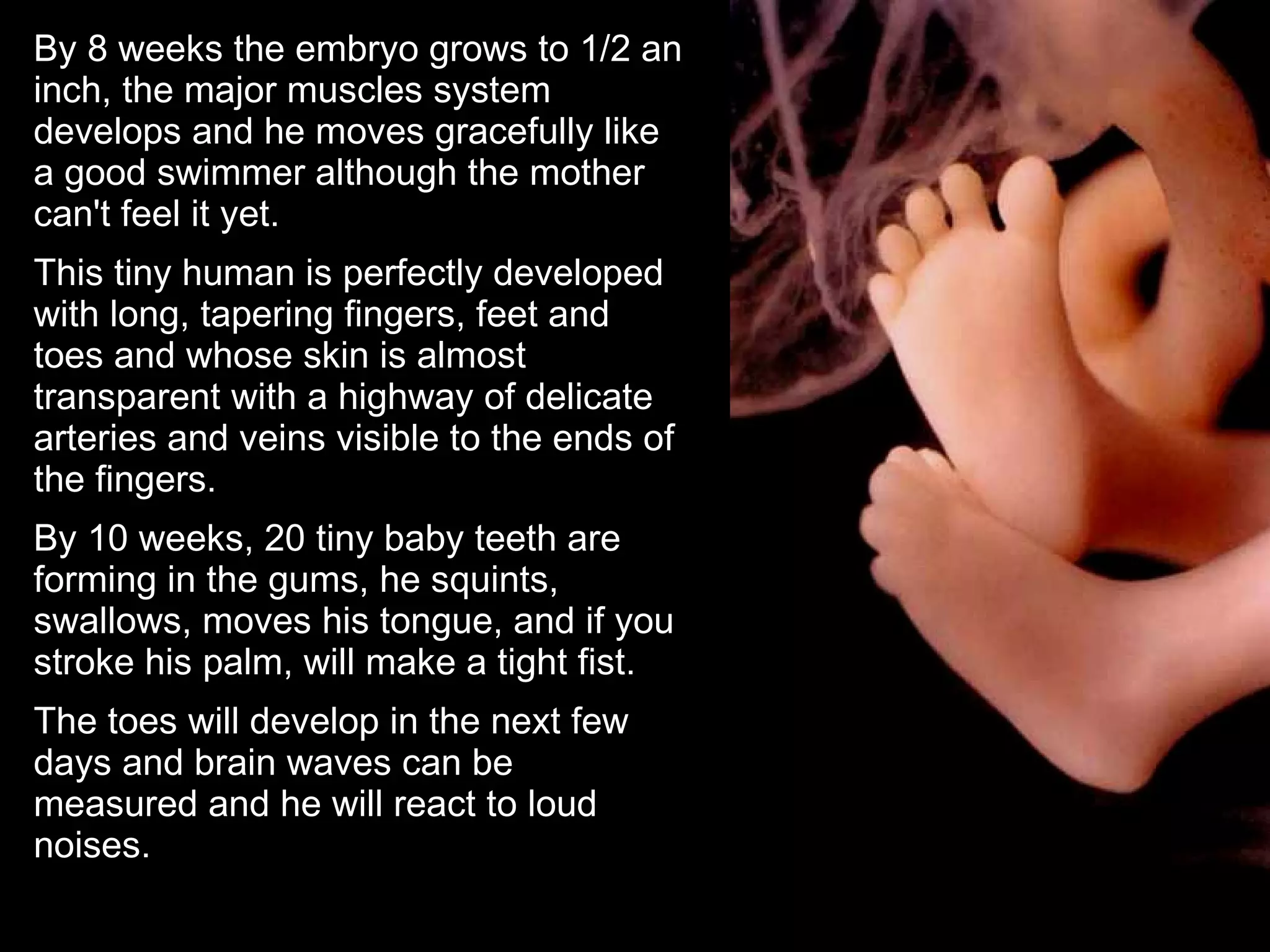 By 8 weeks the embryo grows to 1/2 an inch, the major muscles system develops and he moves gracefully like a good swimmer although the mother can't feel it yet.  This tiny human is perfectly developed with long, tapering fingers, feet and toes and whose skin is almost transparent with a highway of delicate arteries and veins visible to the ends of the fingers.  By 10 weeks, 20 tiny baby teeth are forming in the gums, he squints, swallows, moves his tongue, and if you stroke his palm, will make a tight fist. The toes will develop in the next few days and brain waves can be measured and he will react to loud noises. 