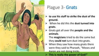Plague 3- Gnats
 to use his staff to strike the dust of the
ground.
 When he did this the dust turned into
gnats.
 Gnats got all over the people and the
animals.
The magicians tried to do the same but
they could not turn dust into gnats.
 When they saw how many gnats there
were they said to Pharaoh, “Moses and
Aaron are not doing tricks.
 This is really the power of God!”
 