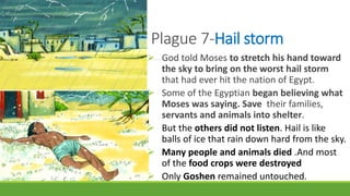 Plague 7-Hail storm
 God told Moses to stretch his hand toward
the sky to bring on the worst hail storm
that had ever hit the nation of Egypt.
 Some of the Egyptian began believing what
Moses was saying. Save their families,
servants and animals into shelter.
 But the others did not listen. Hail is like
balls of ice that rain down hard from the sky.
 Many people and animals died .And most
of the food crops were destroyed
 Only Goshen remained untouched.
 