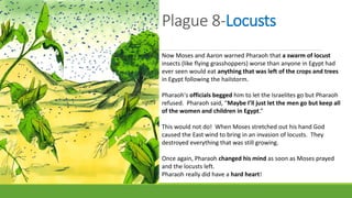 Plague 8-Locusts
Now Moses and Aaron warned Pharaoh that a swarm of locust
insects (like flying grasshoppers) worse than anyone in Egypt had
ever seen would eat anything that was left of the crops and trees
in Egypt following the hailstorm.
Pharaoh's officials begged him to let the Israelites go but Pharaoh
refused. Pharaoh said, “Maybe I’ll just let the men go but keep all
of the women and children in Egypt.”
This would not do! When Moses stretched out his hand God
caused the East wind to bring in an invasion of locusts. They
destroyed everything that was still growing.
Once again, Pharaoh changed his mind as soon as Moses prayed
and the locusts left.
Pharaoh really did have a hard heart!
 
