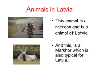 Animals in Latvia
●
This animal is a
raccoon and is a
animal of Latvia
● And this, is a
Markhor which is
also typical for
Latvia.
 