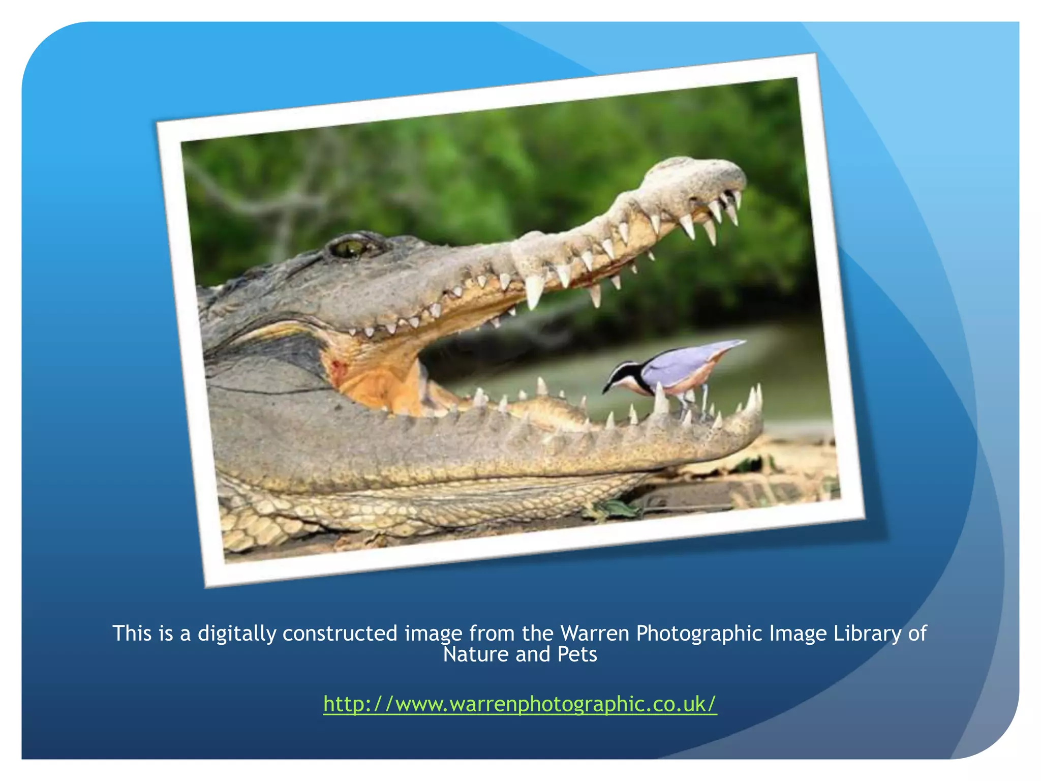 This is a digitally constructed image from the Warren Photographic Image Library of Nature and Petshttp://www.warrenphotographic.co.uk/