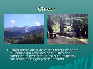 Chréa:Chréa:
 Chréa abrite aussi de vastes forêts de cèdreChréa abrite aussi de vastes forêts de cèdre
millénaire qui offre des possibilités desmillénaire qui offre des possibilités des
randonnées pédestres,Ainsi que les petitsrandonnées pédestres,Ainsi que les petits
ruisseaux et les gorges de la chiffa.ruisseaux et les gorges de la chiffa.
 