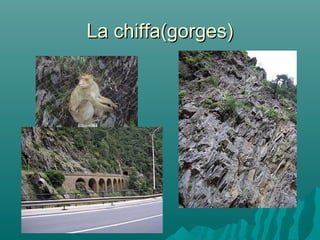 La chiffa(gorges)La chiffa(gorges)
 