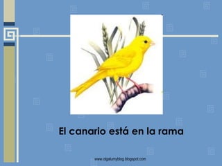 El canario está en la rama