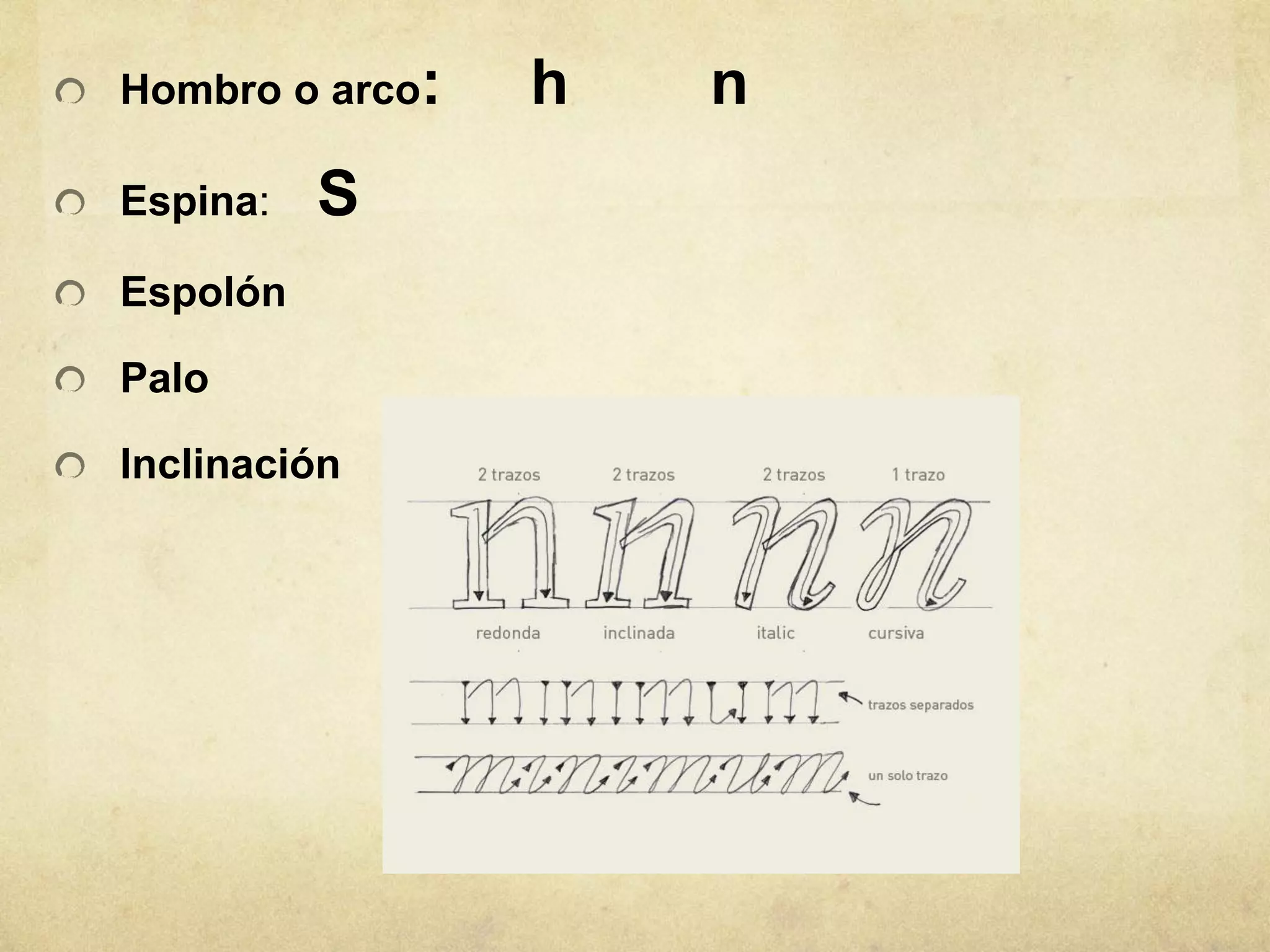 Hombro o arco:   h   n
Espina:   S
Espolón

Palo

Inclinación
 