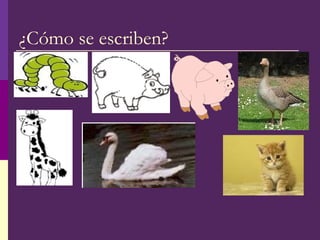 ¿Cómo se escriben?
 