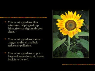    Community gardens filter
    rainwater, helping to keep
    lakes, rivers and groundwater
    clean.

   Community gardens restore
    oxygen to the air and help
    reduce air pollution.

   Community gardens recycle
    huge volumes of organic waste
    back into the soil.
 
