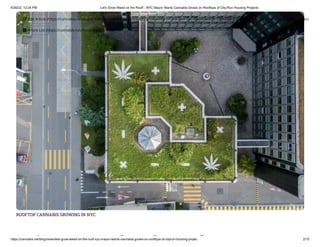 4/26/22, 12:24 PM Let's Grow Weed on the Roof! - NYC Mayor Wants Cannabis Grows on Rooftops of City-Run Housing Projects
https://cannabis.net/blog/news/lets-grow-weed-on-the-roof-nyc-mayor-wants-cannabis-grows-on-rooftops-of-cityrun-housing-projec 2/15
ROOFTOP CANNABIS GROWING IN NYC
' d h f
 Edit Article (https://cannabis.net/mycannabis/c-blog-entry/update/lets-grow-weed-on-the-roof-nyc-mayor-wants-cannabis-grows-on-rooftops-of-cityrun-housing-projec)
 Article List (https://cannabis.net/mycannabis/c-blog)
 