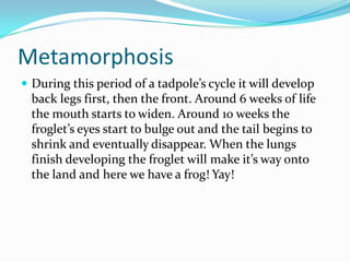 Metamorphosis
 During this period of a tadpole’s cycle it will develop

back legs first, then the front. Around 6 weeks of life
the mouth starts to widen. Around 10 weeks the
froglet’s eyes start to bulge out and the tail begins to
shrink and eventually disappear. When the lungs
finish developing the froglet will make it’s way onto
the land and here we have a frog! Yay!

 