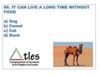 96. IT CAN LIVE A LONG TIME WITHOUT
FOOD
a) Dog
b) Camel
c) Cat
d) Duck
 