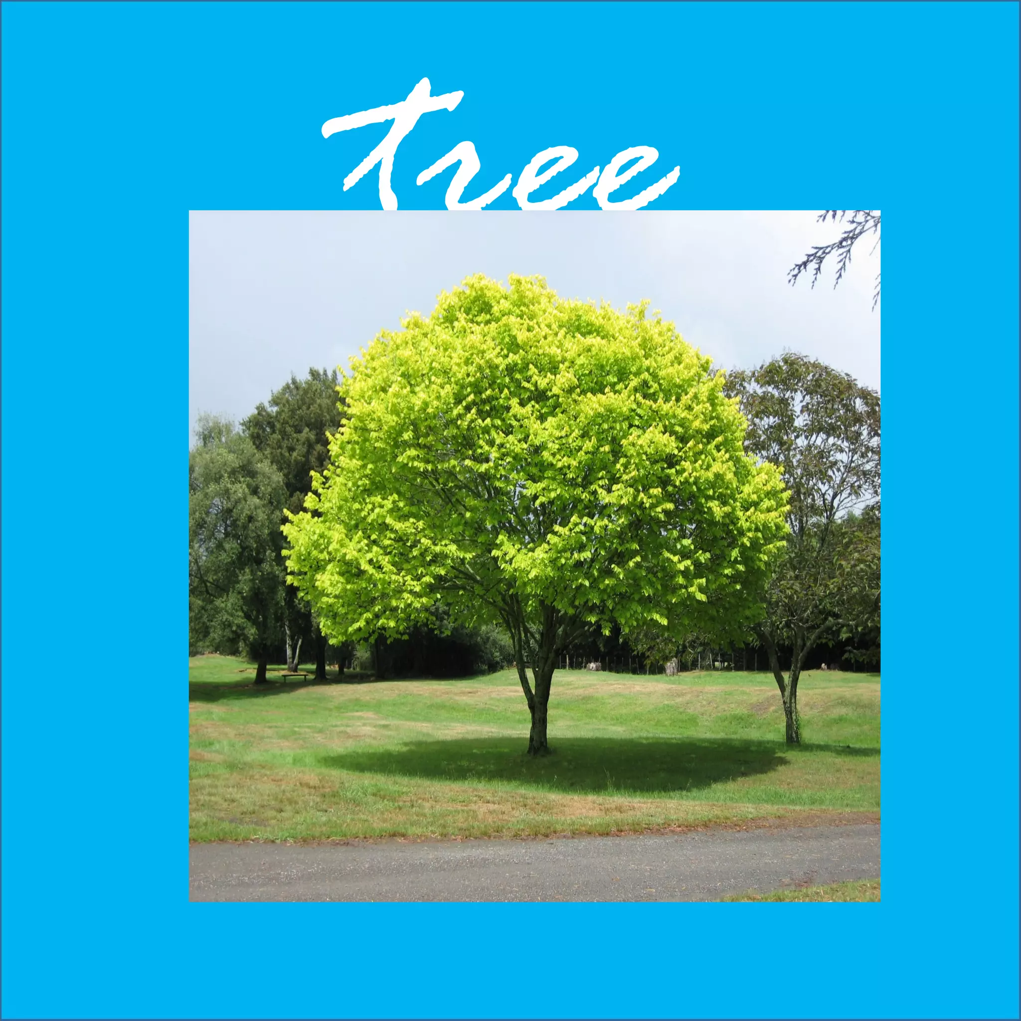 Let’s learn new vocabulary | PPT