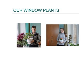 OUR WINDOW PLANTS