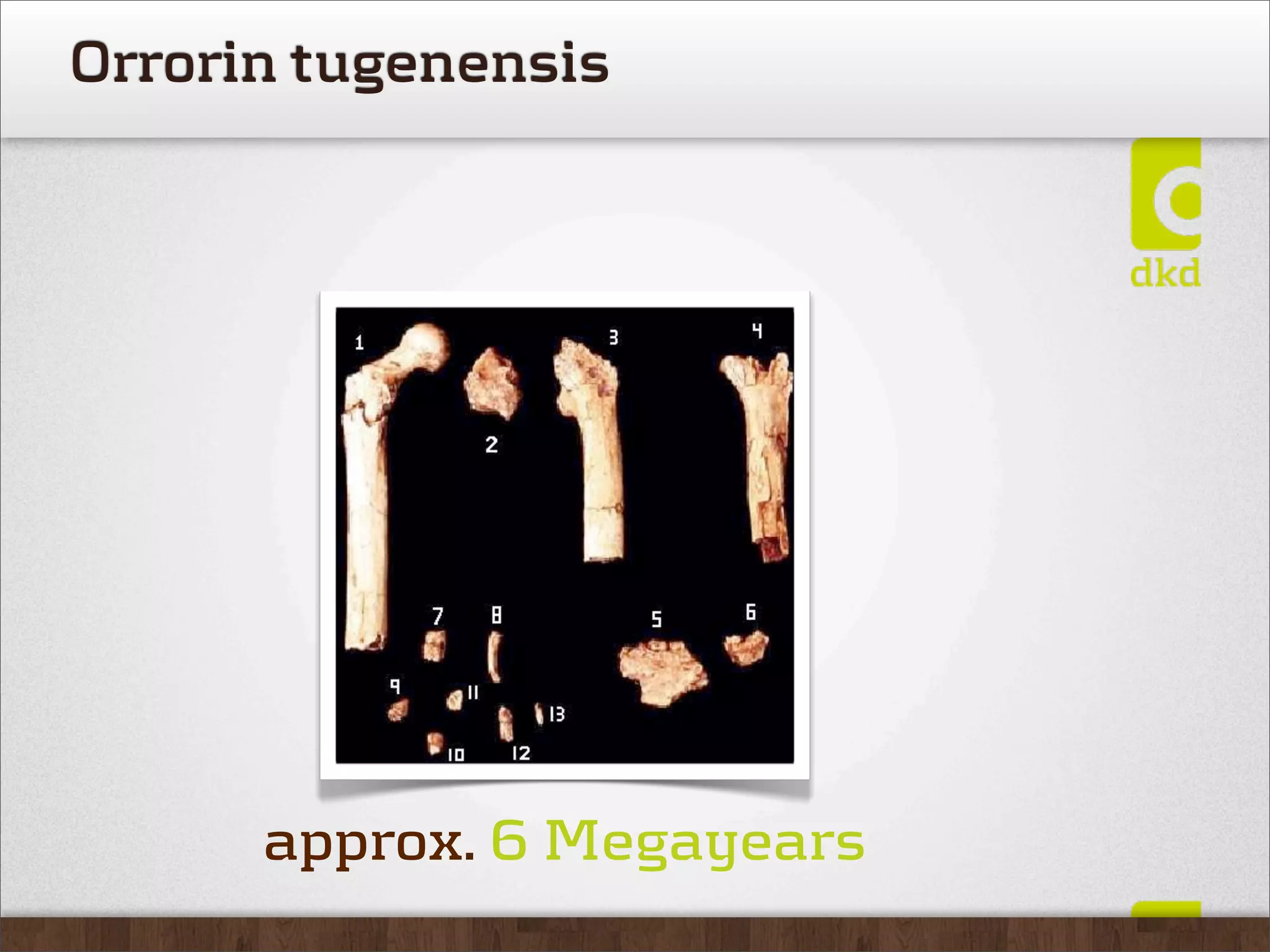 Orrorin tugenensis




      approx. 6 Megayears
 
