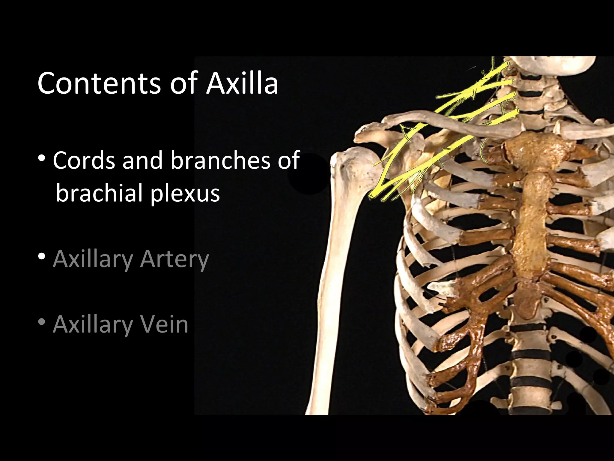 Contents of Axilla
• Cords and branches of
brachial plexus
• Axillary Artery
• Axillary Vein
 