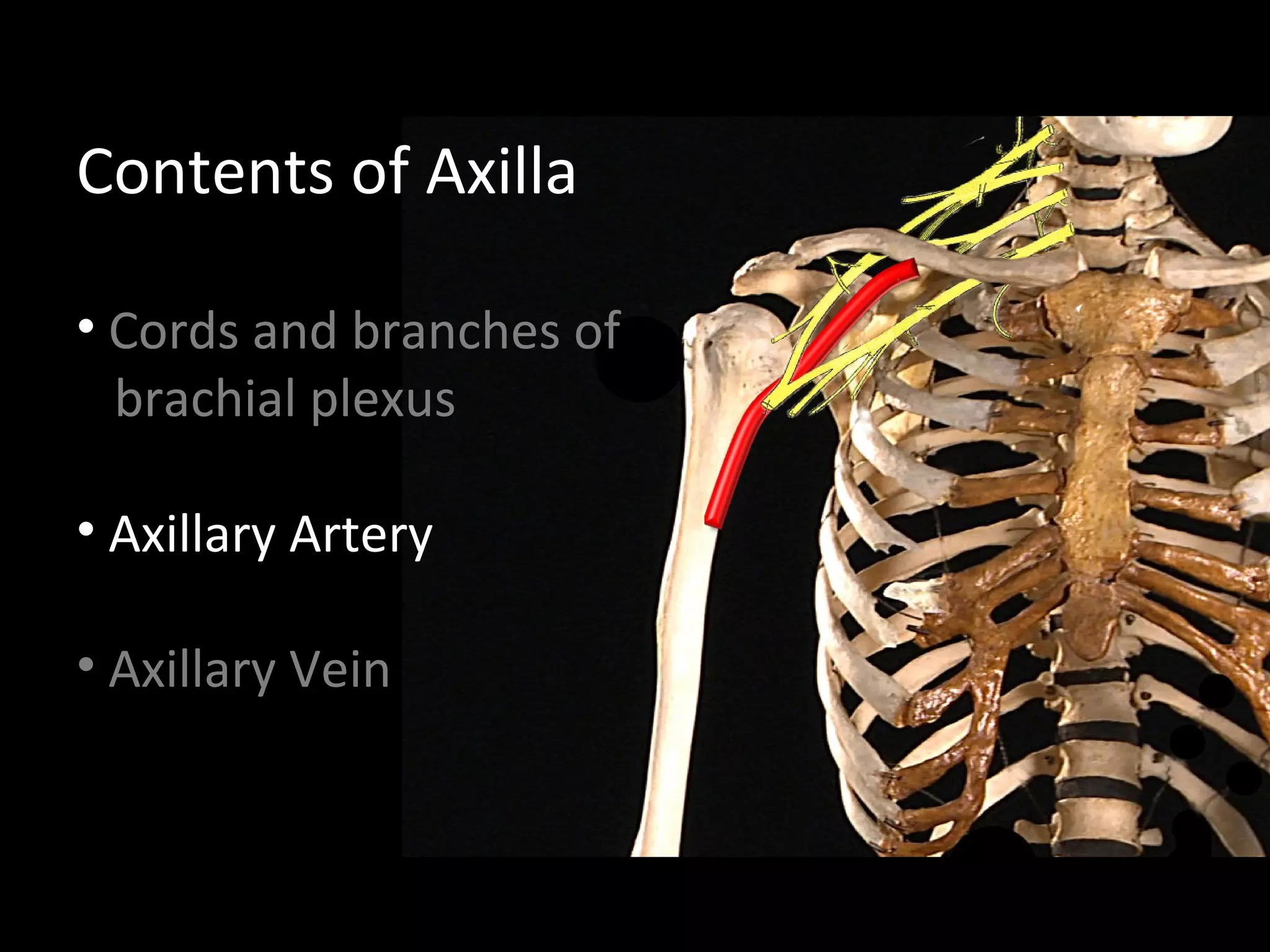 Contents of Axilla
• Cords and branches of
brachial plexus
• Axillary Artery
• Axillary Vein
 