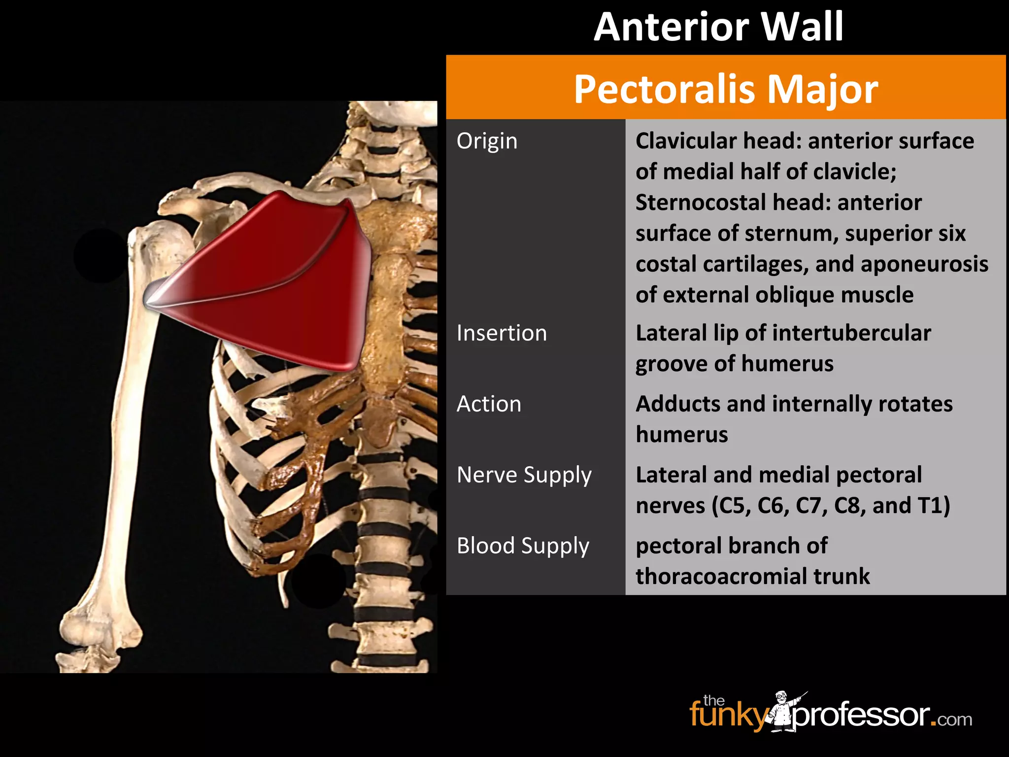 Anterior Wall
Pectoralis Major
Origin Clavicular head: anterior surface
of medial half of clavicle;
Sternocostal head: anterior
surface of sternum, superior six
costal cartilages, and aponeurosis
of external oblique muscle
Insertion Lateral lip of intertubercular
groove of humerus
Action Adducts and internally rotates
humerus
Nerve Supply Lateral and medial pectoral
nerves (C5, C6, C7, C8, and T1)
Blood Supply pectoral branch of
thoracoacromial trunk
 