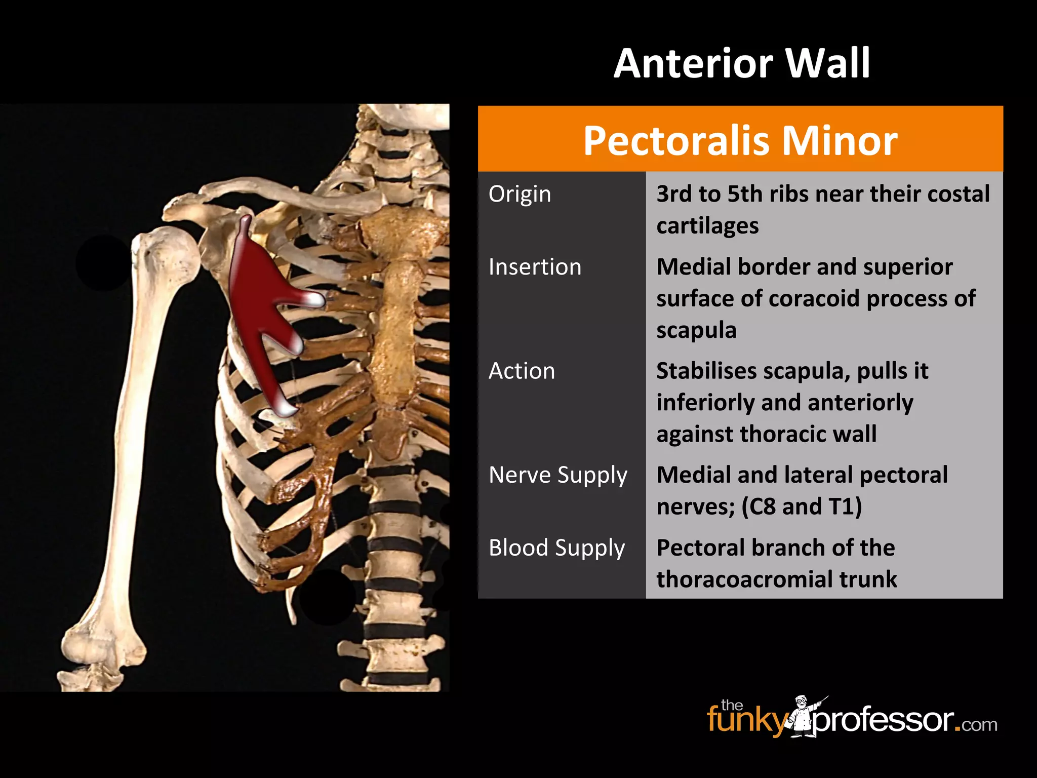 Anterior Wall
Pectoralis Minor
Origin 3rd to 5th ribs near their costal
cartilages
Insertion Medial border and superior
surface of coracoid process of
scapula
Action Stabilises scapula, pulls it
inferiorly and anteriorly
against thoracic wall
Nerve Supply Medial and lateral pectoral
nerves; (C8 and T1)
Blood Supply Pectoral branch of the
thoracoacromial trunk
 