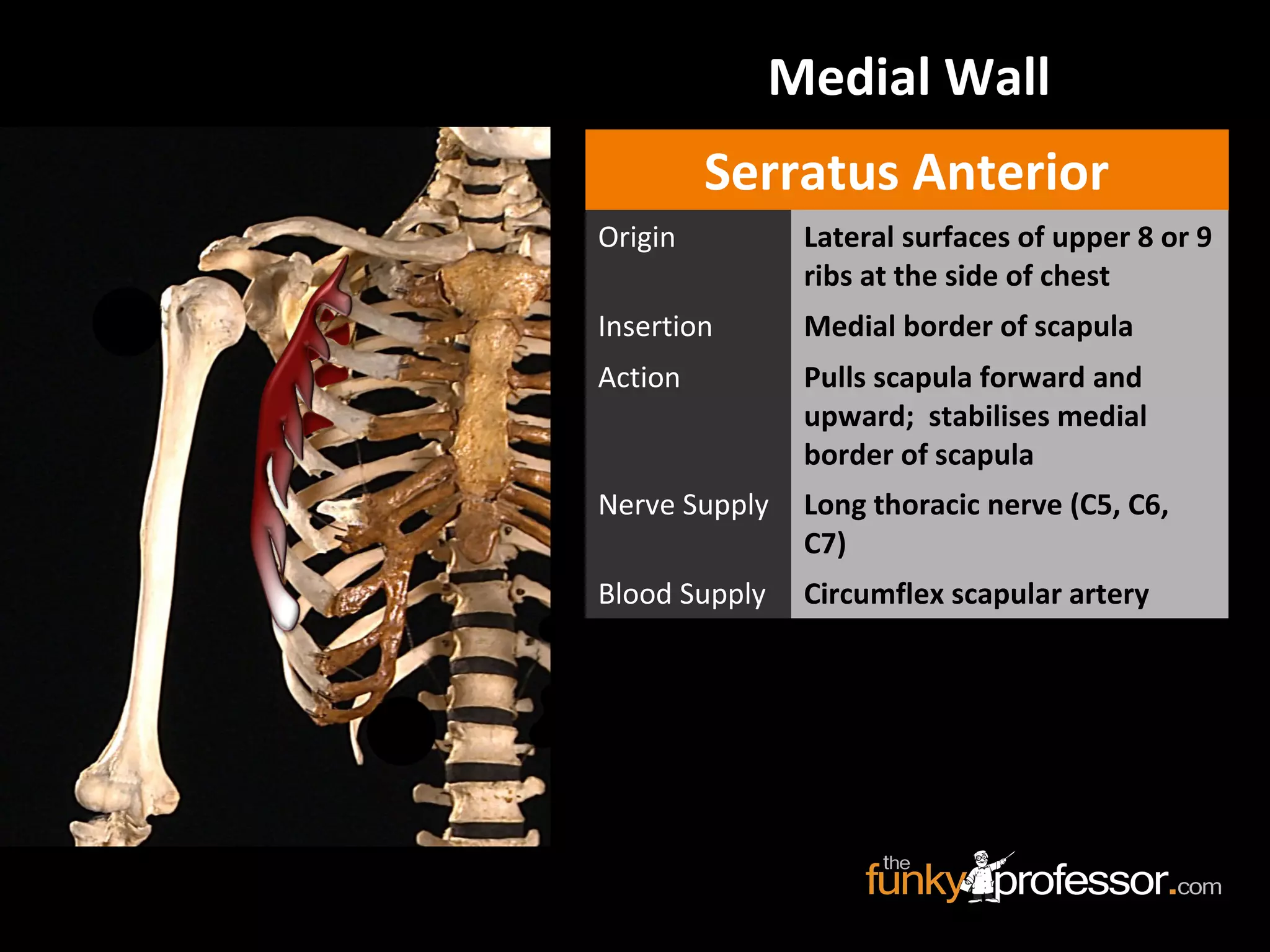 Medial Wall
Serratus Anterior
Origin Lateral surfaces of upper 8 or 9
ribs at the side of chest
Insertion Medial border of scapula
Action Pulls scapula forward and
upward; stabilises medial
border of scapula
Nerve Supply Long thoracic nerve (C5, C6,
C7)
Blood Supply Circumflex scapular artery
 