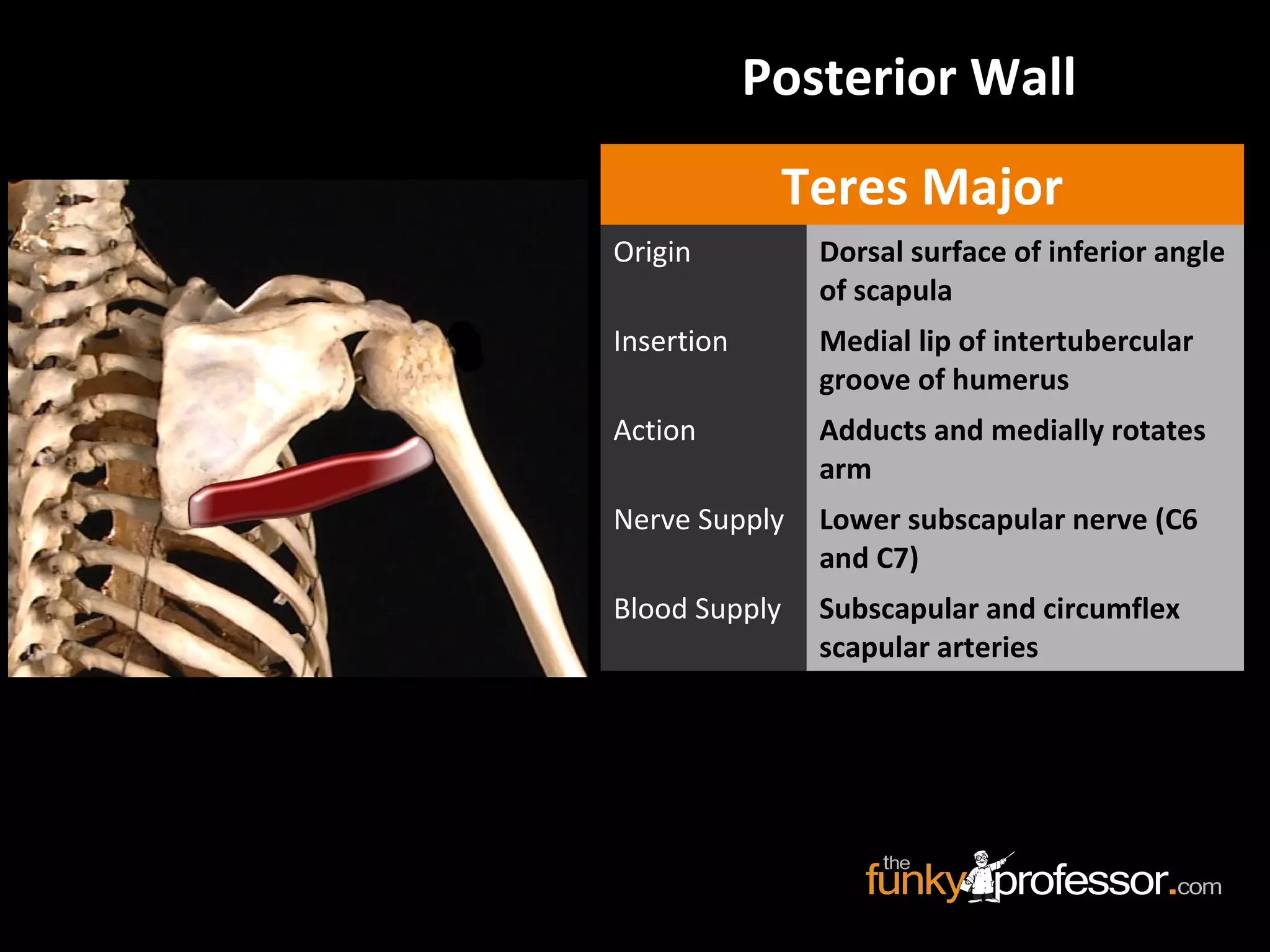 Posterior Wall
Teres Major
Origin Dorsal surface of inferior angle
of scapula
Insertion Medial lip of intertubercular
groove of humerus
Action Adducts and medially rotates
arm
Nerve Supply Lower subscapular nerve (C6
and C7)
Blood Supply Subscapular and circumflex
scapular arteries
 